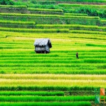 Tranh dán tường phòng khách đẹp tại Hà Nội NA - 388 